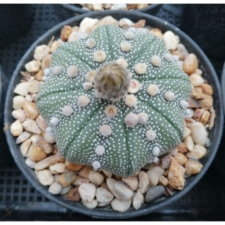 🌵💥แอสโตร ไซส์แม่พันธุ์💥🌵   Astrophytum  ให้ดอกแล้วทุกค้น ไม้เมล็ด  ขนาด 6-9 ซม. ต้นกระบองเพชร ต้นแคคตัส (Update 6-7-23)