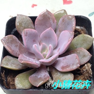 【Ready stock】การป้องกันรังสีของ พืชอวบน้ำ succulents plants with radiation protection and formaldehyde absorption EMJL