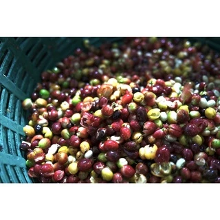 PK Italian Roast ขนาด 1,000g. เมล็ดกาแฟคั่วเข้มที่สุด คั่วเข้มที่สุด + ส่งไว คั่วใหม่