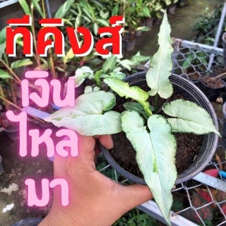 1 ต้น เงินไหลมาทรีคิง Syngonium Three King เงินไหลมา ไม้ฟอกอากาศ ส่งพร้อมกระถาง