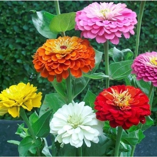 เมล็ดพันธุ์ ดอกบานชื่นคละสี 100 เมล็ด Mixed Zinnia Flower Seed เมล็ดพันธุ์แท้ ดอกบานชื่นซ้อน เมล็ดบานชื่น