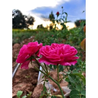 กลีบกุหลาบอบแห้ง 50 กรัม ชากุหลาบ กุหลาบออแกนิก 🌹ทำขนม🌹ชงชา🌹ใส่หน้าเค้ก🌹พร้อมส่ง!! 玫瑰茶 Dried rose petals edible flower