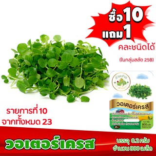 [ซื้อ10แถม1 + ฟรีคู่มือ] เมล็ดพันธุ์ วอเตอร์เครส WATER CRESS (0.2 กรัม 800 เมล็ด) ทำมะชาดฟาร์ม  ผักสลัด เมล็ดพันธุ์สลัด