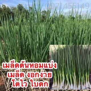 เมล็ดพันธุ์ต้นหอมแบ่งเมล็ด งอกง่าย โตไว ใบดกปลูกครั้งเดียวกินได้ทั้งปี
