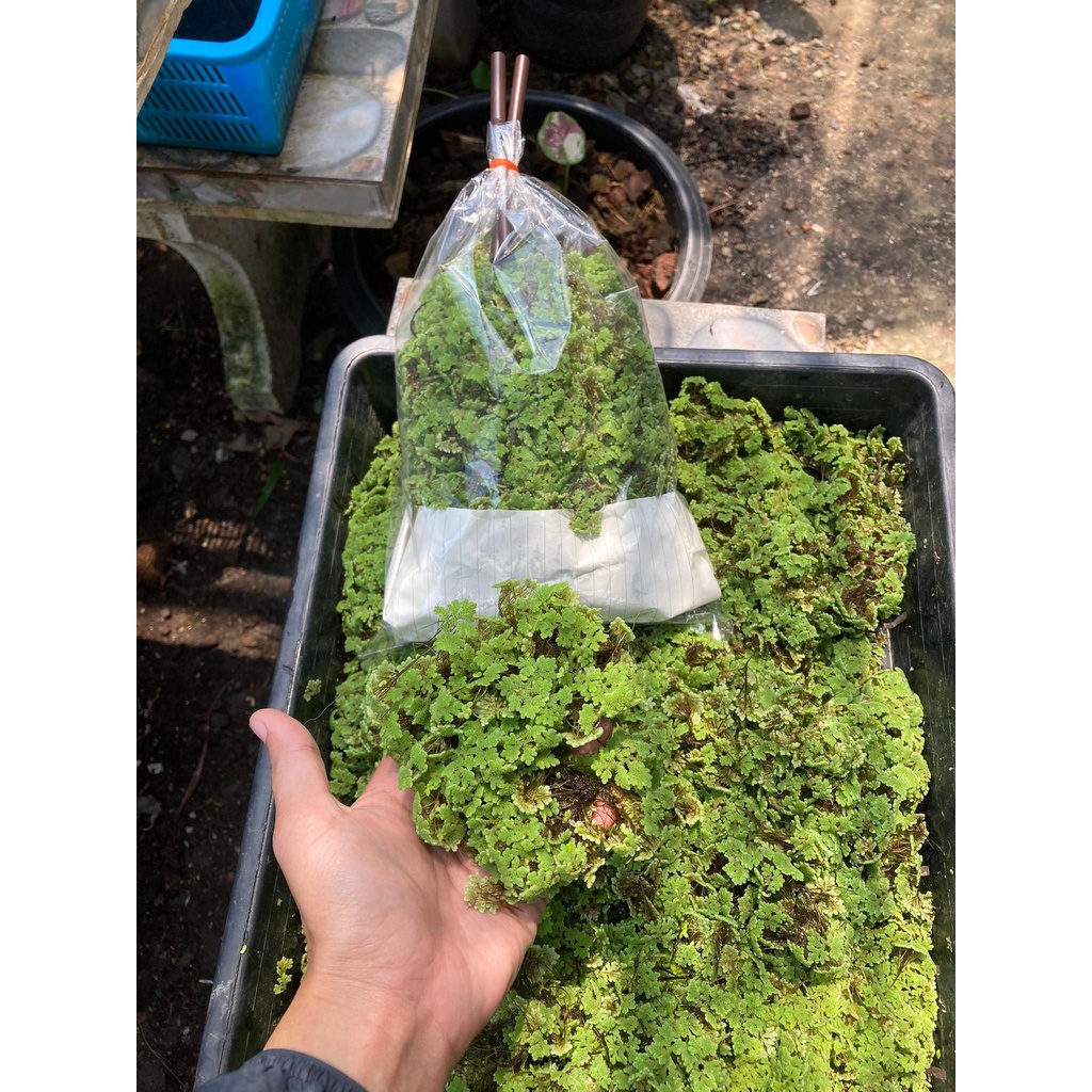 แหนแดง ( Azolla microphylla )