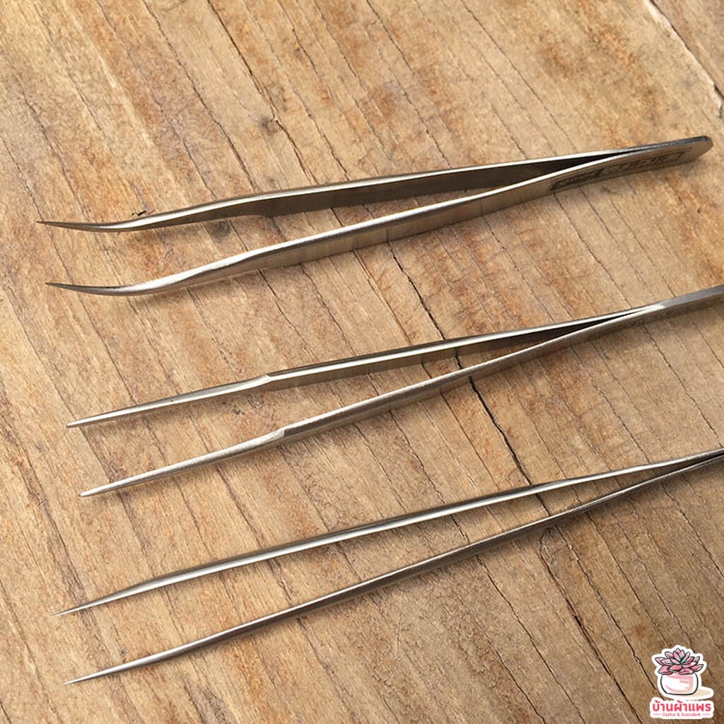 ฟอเซปญี่ปุ่น Forcep ฟอเซป ปากคีบ อุปกรณ์ช่วยปลูกต้นไม้ แคคตัส กระบองเพชร cactus&succulent - รูปที่ 6