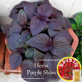 Organic Purple Shiso Seeds - 500 seed  *Pot Friendly* Purple Perilla โหระพา - Mango Garden裙子/seeds/手链/鲜花/文胸/木瓜/向日葵/内裤/儿童