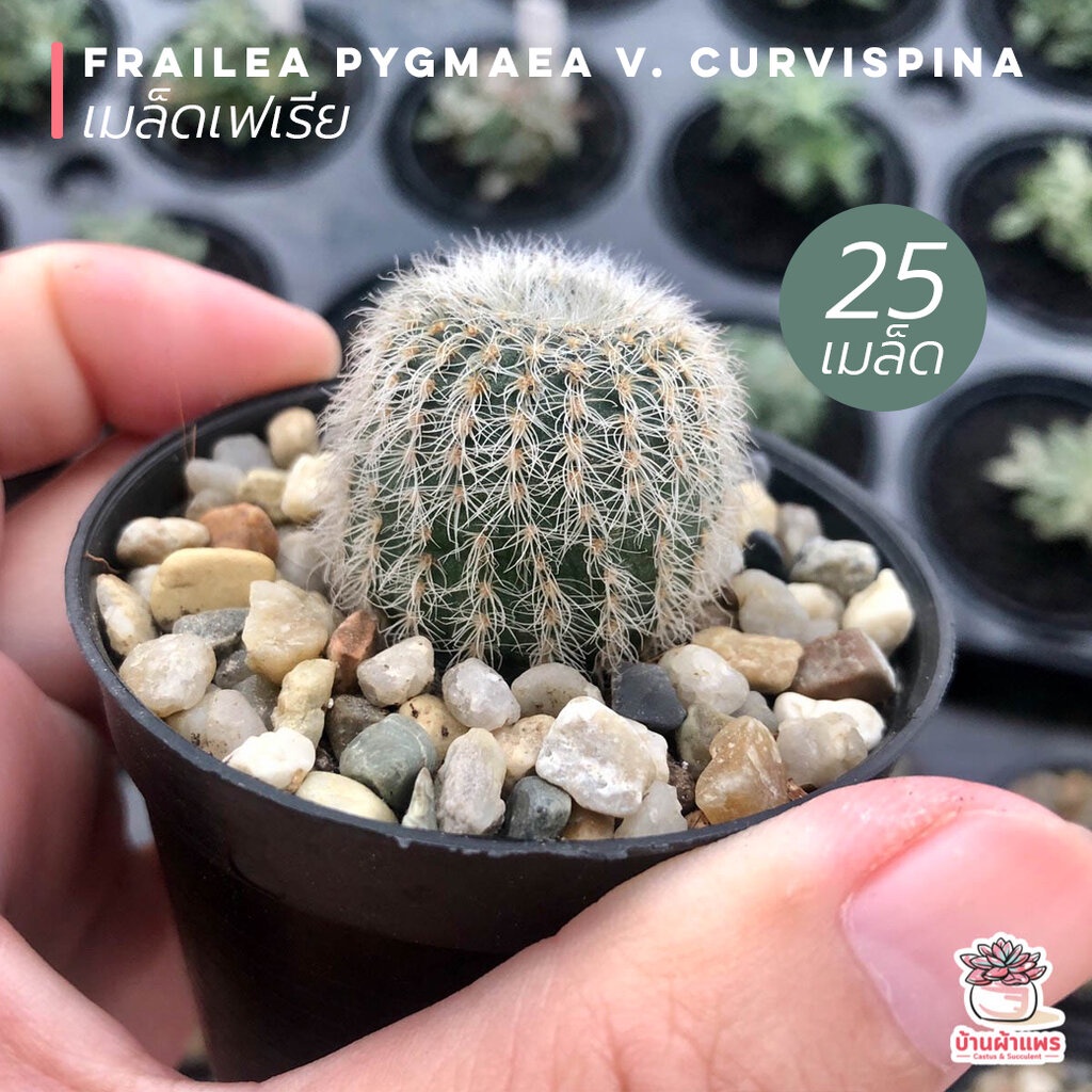 [ 25 เมล็ด ] เมล็ดเฟเรีย Frailea Pygmaea v. Curvispina แคคตัส กระบองเพชร cactus&succulent