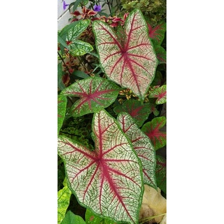 ไม้ป่าก้านดำ บอนสี ราชินีแห่งใบไม้(Caladium)