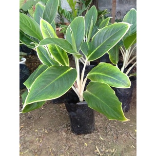 ต้นอโกลนีมา หยกกาญจนา Aglaonema YokkanchanaหรือChinese Evergreen