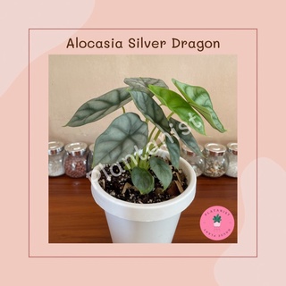 ราคาพิเศษ‼️ Alocasia Silver Dragon “ซิลเวอร์ดราก้อน” - ต้นใหญ่มาก!! ลายชัด ไม้นำเข้า(rare house plant) ต้นไม้สะสม