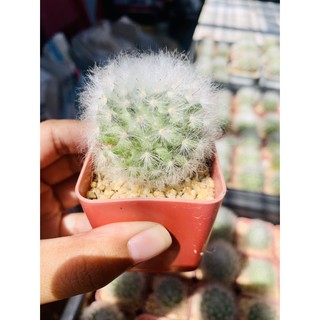 **ราคาตามฟอร์ม**แมมขนแกะ แมมมิลาเรีย ขนแกะ Mammillaria bocasana cv. multilanata หนามบาง ส่งแบบล้างราก