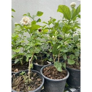 ต้นมะลิลา / มะลิซ้อน กระถาง 6" พร้อมส่ง ต้นแข็งแรง