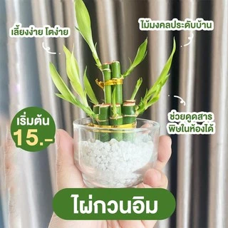 ไผ่กวนอิม เสริมฮวงจุ้ยบ้าน ต้นไผ่กวนอิม ไม้มงคลประดับโต๊ะทำงาน วางบนโต๊ะทำงานได้