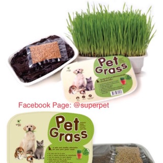 Pet Grass ชุดปลูกต้นข้าวสาลีอ่อน ออร์แกนิคสำเร็จรูป ปลอดสารพิษ สำหรับสัตว์เลี้ยง