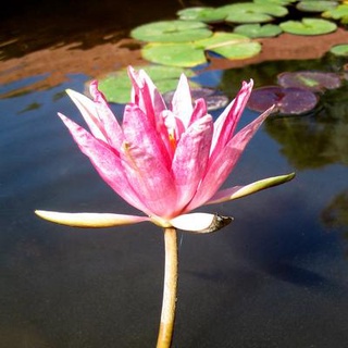 100 เมล็ด เมล็ดบัว สีแดง นำเข้า บัวนอก สายพันธุ์เมล็ดบัว Waterlily Nymphaea Seeds
