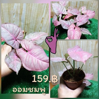 ไม้มงคล 🌺ออมชมพู(Syngonium hybrid pink)สายหวานมาแล้วจ้า🍭🍭 ออมชมพู หวานๆ💓💓ส่งพร้อมกระถาง