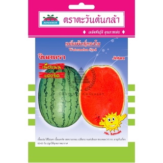 เมล็ดพันธุ์ แตงโม จินตหรา 0.5 กรัม/ซอง ตราตะวันต้นกล้า