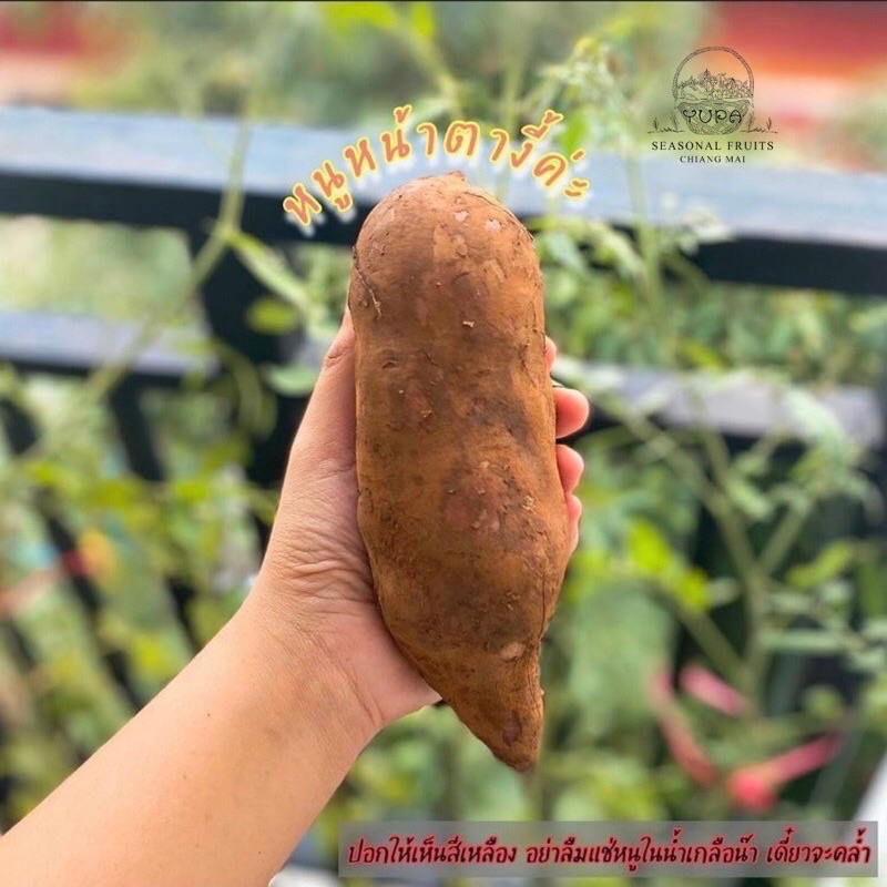 (พร้อมส่ง) รากบัวหิมะสดไซส์ใหญ่ 4-5 หัวต่อโล ขายเป็นกิโลกรัม ขุดส่งสดๆ