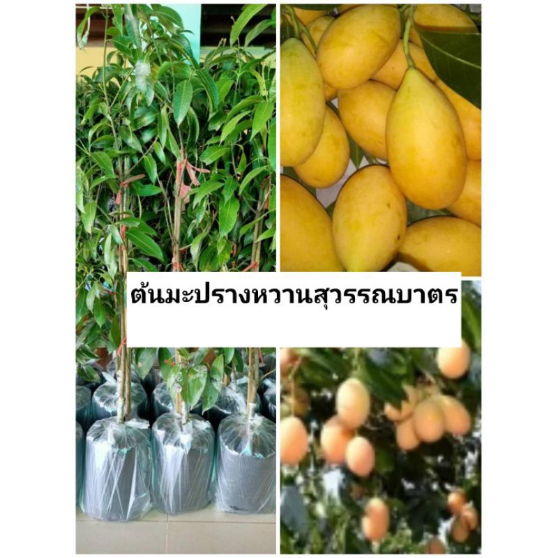 💢#ต้นสุวรรณบาตร ต้นทาบสูง70-80cm