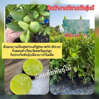 ต้นมะนาวแป้นสุขประเสริฐ(ขนาด30-80cm)สายพันธ์ุแท้กิ่งตอนชำเรียบร้อยพร้อมปลูก รับประกันพันธุ์เปลืองบางไร้เมล็ด