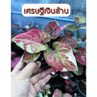 เศรษฐีเงินล้านด่าง “”บอนสีตัวแรร์ๆน่าสะสม “”(จัดส่งต้นในภาพ)