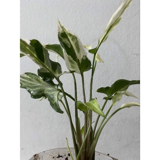 เงินไหลมา T25 เงินไหลมาด่าง ไม้สะสม ไม้หายาก  Syngonium Ngern Lai Ma variegata☘️☘️