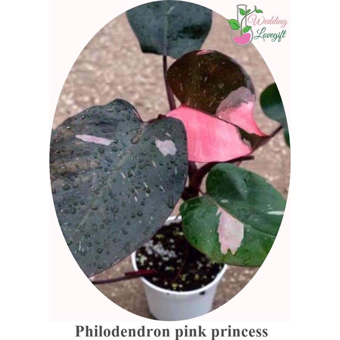 Philodendron Pink Princess (dark mable) ไซด์อนุบาล