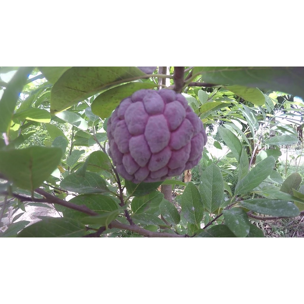 เมล็ดน้อยหน่าครั่ง เมล็ดน้อยหน่าพันธุ์สีม่วง 15 เมล็ด   29 บาท - รูปที่ 3