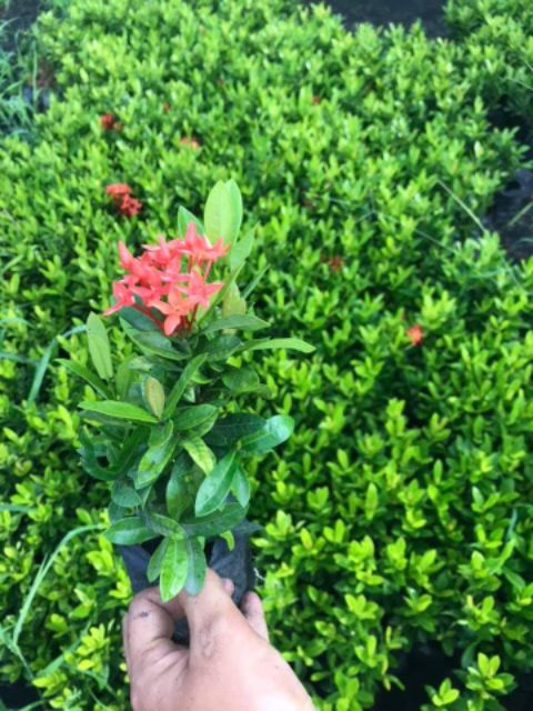 🌿TLPดอกเข็มสีแดง​ สีชมพู​ สีเหลือง​ ปลูก​เป็น​แนว​รั้ว​