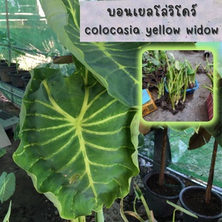 1 ต้น colocasia yellow widow หรือราชินีฟาโรห์เหลือง กระดูกใบเหลืองสวย เด่น ส่งแบบตัดใบออก สินค้าพร้อมจัดส่ง