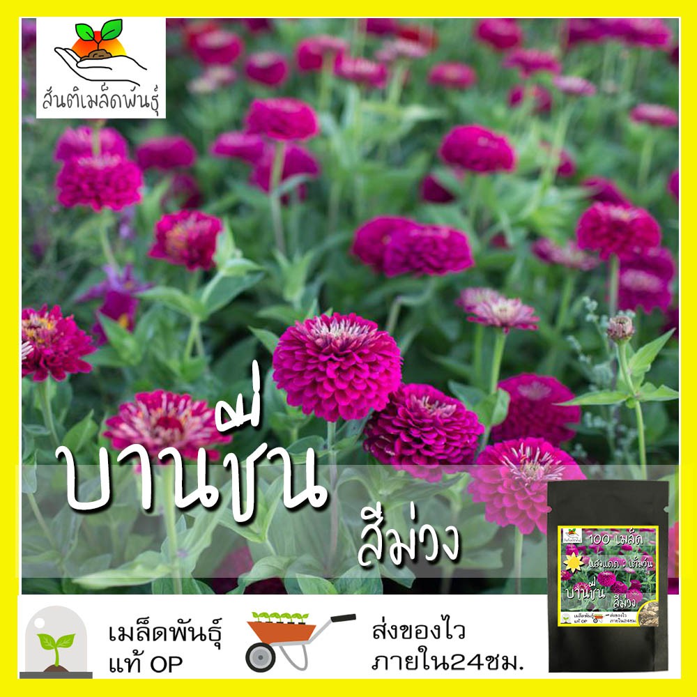 เมล็ดพันธุ์ ดอกบานชื่น สีม่วง 100 เมล็ด Purple Prince Zinnia Seed เมล็ดพันธุ์แท้ นำเข้าจากต่างประเทศ ปลูกผัก สวนครัว