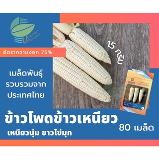 ข้าวโพดข้าวเหนียว ไข่มุกขาว (Waxy Corn)