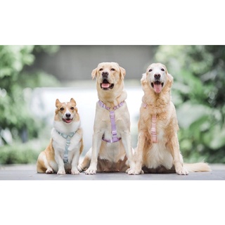 GENTLE PUP Maxi Harness ( Light collection )   สายรัดอกสุนัข สายรัดอกสัตว์เลี้ยง