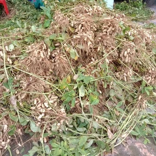 เมล็ดพันธุ์ ถั่วลิสง พันธุ์ถั่วดิน กบินทร์ ตัวเลือก 300 เมล็ด [10 แถม 1 คละได้]