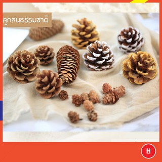 ลูกสนแห้ง ดอกสน Pine cones ชุด 5 ชิ้น อุปกรณ์ประกอบฉากถ่ายสินค้า พร็อพถ่ายรูป