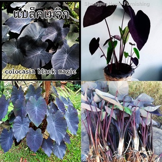 บอนดำ แบล็ค เมจิก บอนแบล็คเมจิก Colocasia Black Magic หรือ บอนดำ ส่งแบบตัดใบ ของแท้ 100 % พร้อมวิธีการปลูก