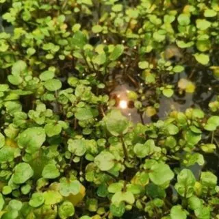 เมล็ดพัน​ธุ์​ วอเตอร์​เครส​แท้​ สลัดน้ำ​ 100-200 เมล็ด​ watercress