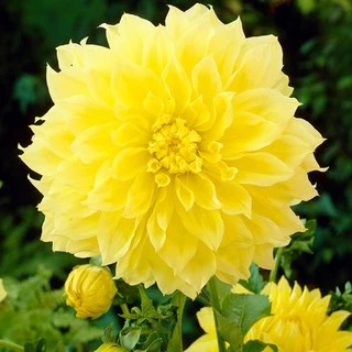 เมล็ดดอกรักเร่ คละสี 100 เมล็ด เมล็ดรักเร่ Dahlia Color Mix
