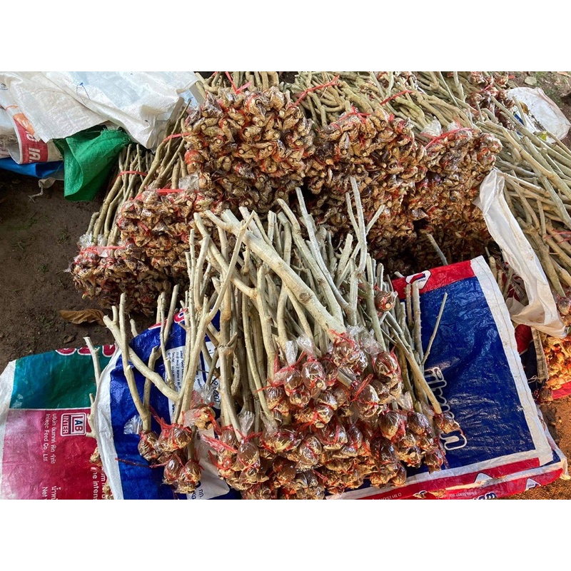ชะอมกิ่งตอนพันเกษตรหนามน้อยปราจีนบุรี20กิ่ง180บาท