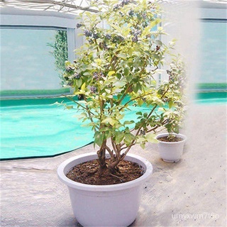 Ready Stock Sweet Blueberry Seeds  Pot Plant Lover Approx 30pcs Seeds Benih Fruit Shortbush Garden Sunny Plant木瓜/香菜/通心菜/