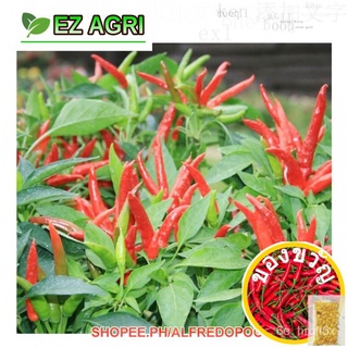 Fast Shipping Siling Labuyo Hot Pepper seeds disease resistant Sili seeds F1 Hybrid by Ez Agri苹果/通心菜/木瓜/儿童/文胸/花园/芹菜/头饰/手
