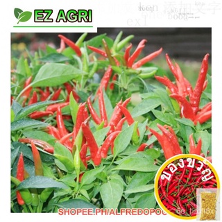 Fast Shipping Siling Labuyo Hot Pepper seeds disease resistant Sili seeds F1 Hybrid by Ez Agri苹果/通心菜/木瓜/儿童/文胸/花园/芹菜/头饰/手