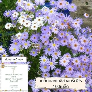 เมล็ดดอกไม้ เมล็ดดอกเดซี่สวอนริเวอร์ คละสี swan river daisy mix