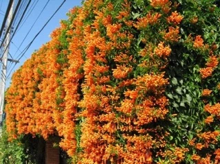 พวงแสดเลื้อยสีส้ม ไม้เถาว์ยืนต้น