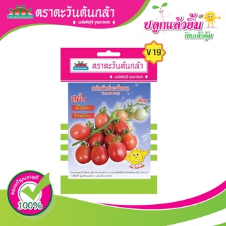 เมล็ดมะเขือเทศ สีคิ้ว ตราตะวันต้นกล้า