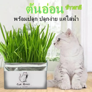 PP A22 🌱ชุดปลูกหญ้าแมว🌱 แบบถุงปลูกง่ายแค่เติมน้ำ ต้นอ่อนข้าวสาลี ออแกนิกส์