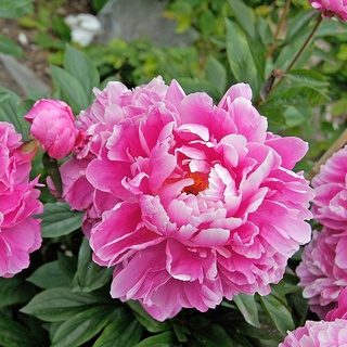 20 เมล็ด เมล็ดโบตั๋น ดอกโบตั๋น ดอกพีโอนี (Peony) สีชมพู Pink Peony