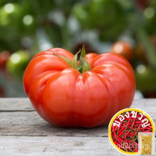 Beefsteak Tomato Seeds - Kamatis Seeds - Heirloom Seedsเมล็ด/เด็ก/เด็ก/สวน/ผักชี/เมล็ด/ดอกไม้/ผักกาดหอม/พาสต้า/แอปเปิ้ล/