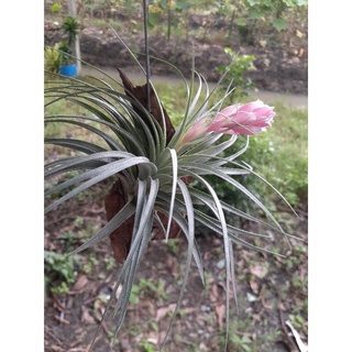 10 ต้น 250 บาท Tillandsia Houston ทิลแลนด์เซีย ฮูสตัน